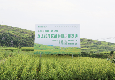 綠之韻黃花菜種植示范基地
